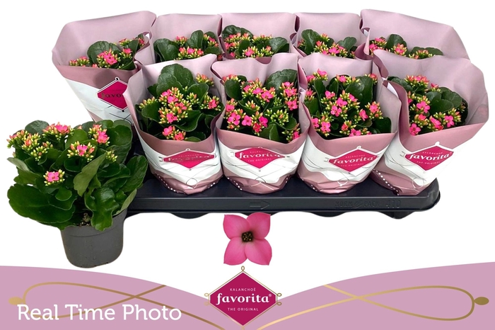 <h4>KAL EN BEL ROSA PINK</h4>