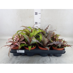 Cryptanthus   ...mix