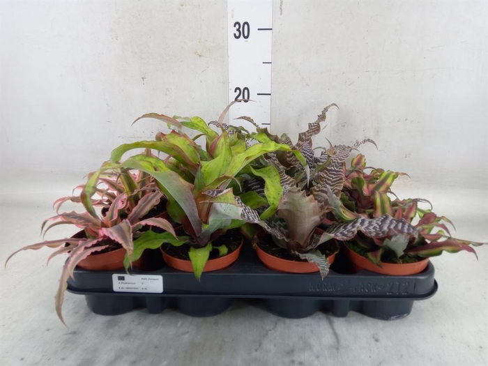 <h4>Cryptanthus   ...mix</h4>