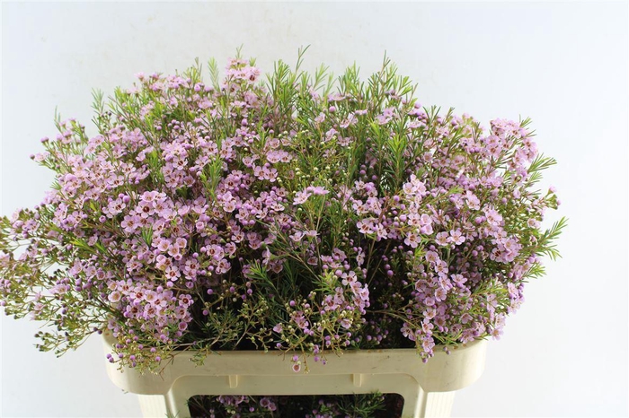 <h4>Chame Un Umbrella</h4>