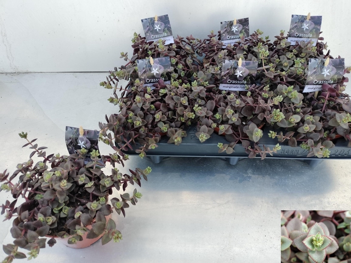 <h4>CRASS MARGINALIS</h4>