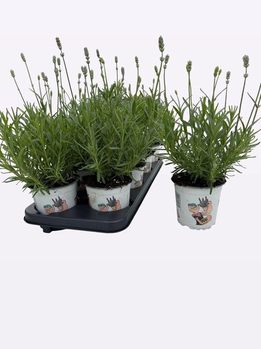 <h4>LAVAN ANGUSTIFOLIA</h4>