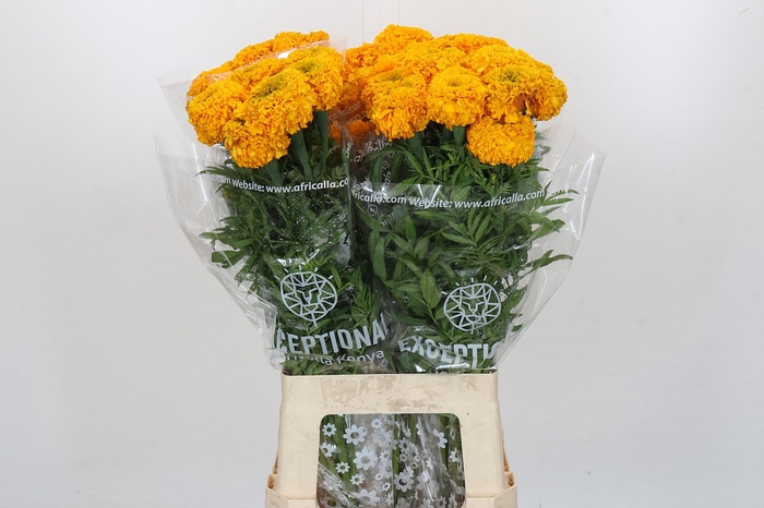 <h4>Tagetes Marigold Promise Light Orange</h4>