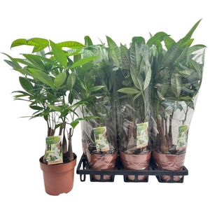 PACHIRA AQUATICA