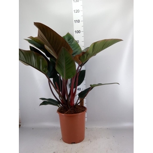 Philodendron   ...