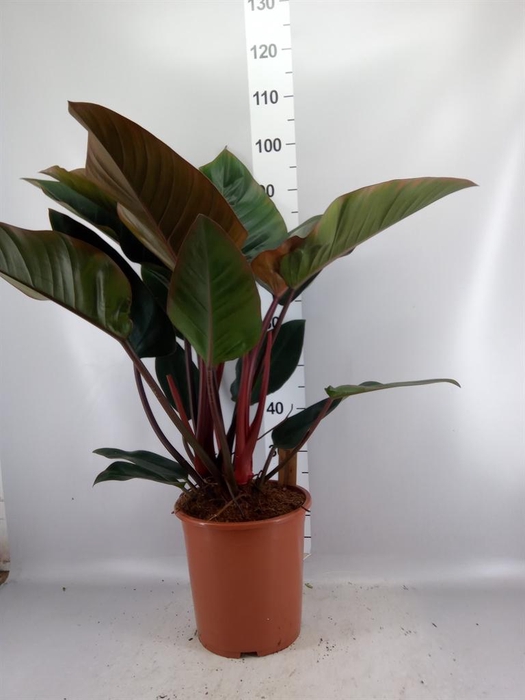 <h4>Philodendron   ...</h4>