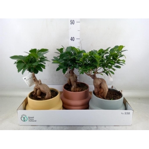Ficus microcarpa 'Ginseng'