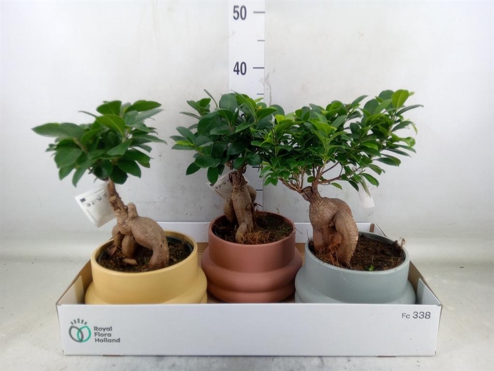 <h4>Ficus microcarpa 'Ginseng'</h4>