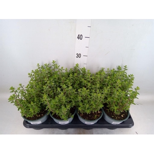 Origanum majorana