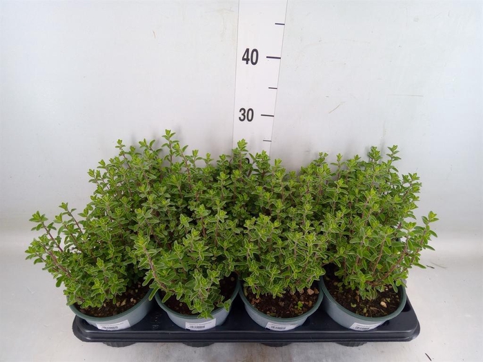 <h4>Origanum majorana</h4>