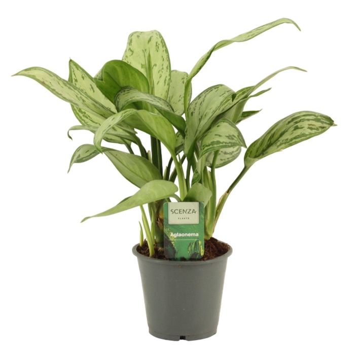 <h4>Aglaonema Christina 12 cm</h4>