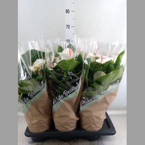 Anthurium andr. 'Success White'