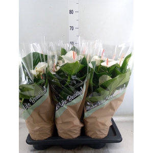 Anthurium andr. 'Success White'