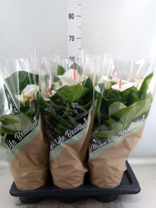 <h4>Anthurium andr. 'Success White'</h4>
