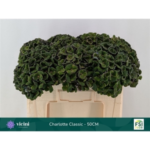 Hydr Charlotte Classic 50 cm Vicini