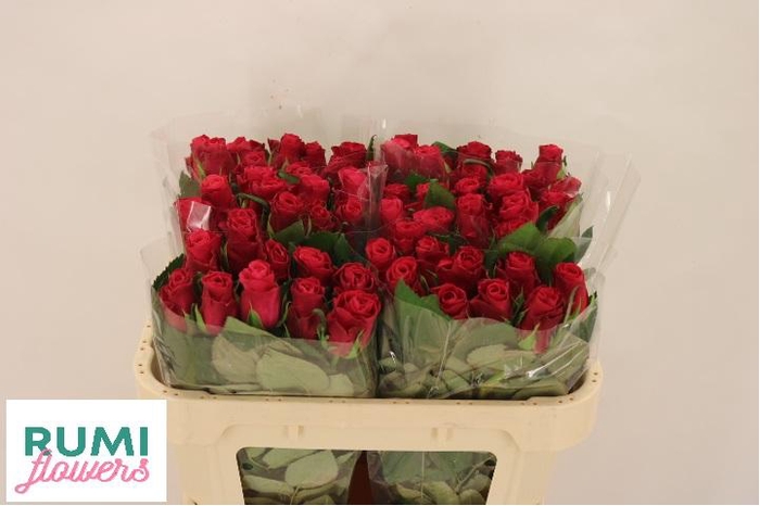 <h4>R GR TACAZZI+</h4>