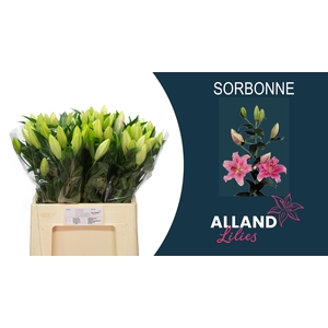 LI OR SORBONNE