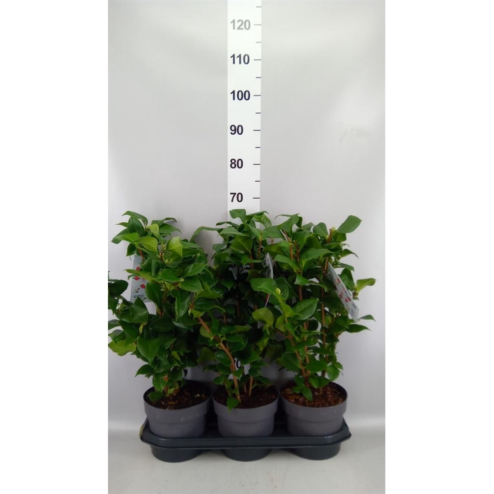 <h4>Camellia japonica 'Dr King'</h4>