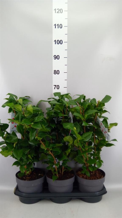 Camellia japonica 'Dr King'