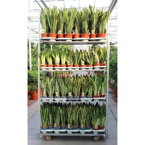 Sansevieria Overig mix CC
