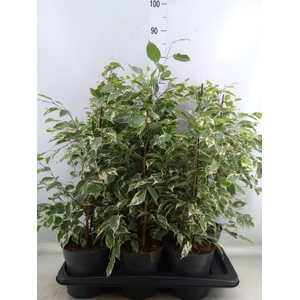 Ficus benja. 'Twilight'