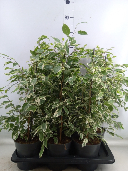<h4>Ficus benja. 'Twilight'</h4>