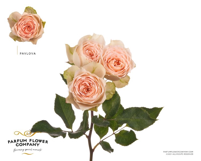 <h4>Rosa Spray Garden Pavlova</h4>