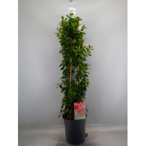 Mandevilla am. 'Sundav White'