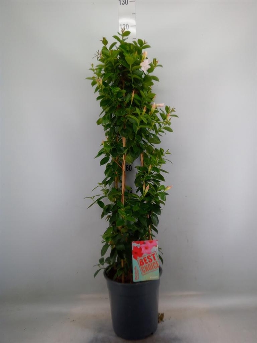 <h4>Mandevilla am. 'Sundav White'</h4>