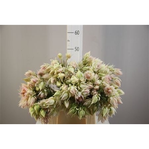 Blushing Bride Wit 6 Fl