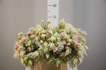 <h4>Blushing Bride Wit</h4>