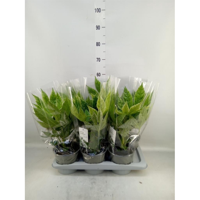 <h4>Fatsia japonica 'Variegata'</h4>