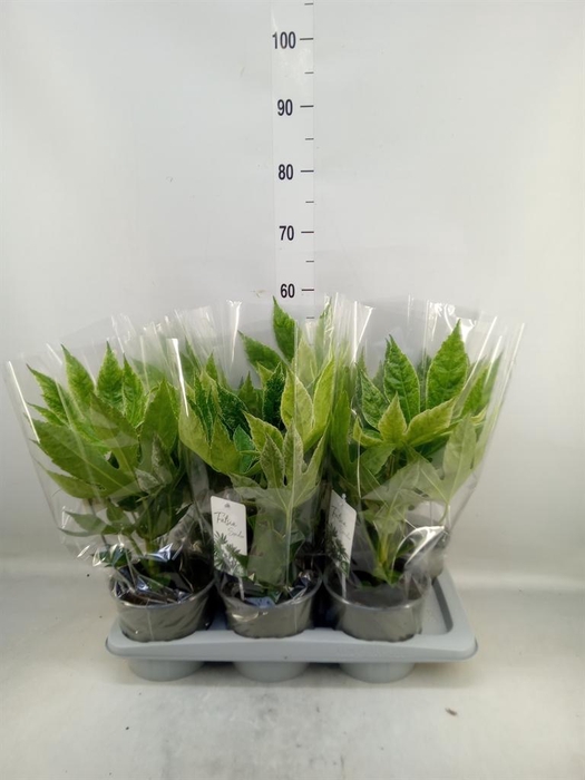 Fatsia japonica 'Variegata'