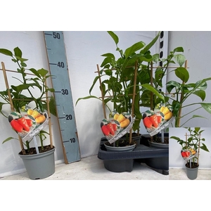 PAPRIKA PLANTEN