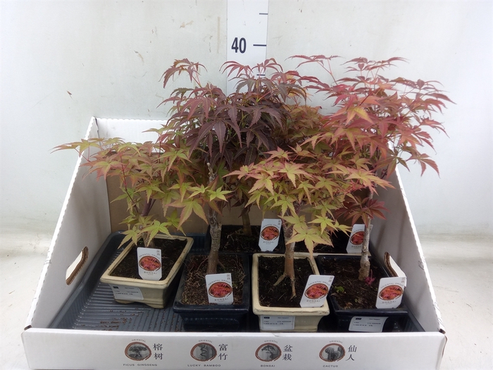 <h4>Bonsai   ...</h4>