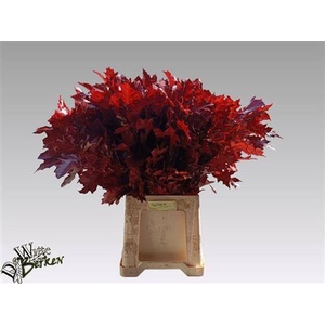 Querc Rubra Rood 80 Cm