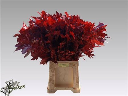 <h4>Querc Rubra Rood 80 Cm</h4>
