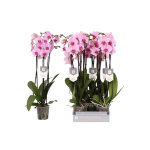 Phalaenopsis Washington, 3-spike 22+