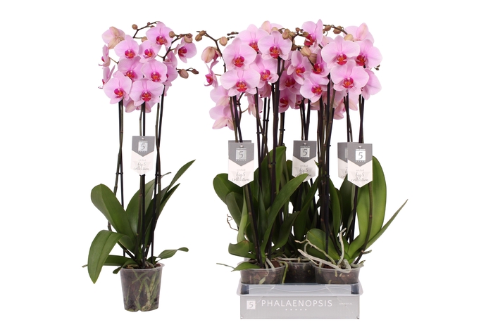 <h4>Phalaenopsis Washington, 3-spike 22+</h4>
