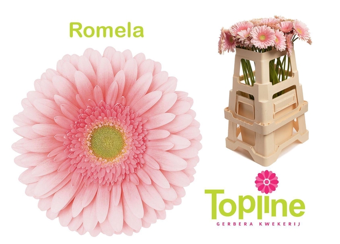 <h4>GE GR ROMELLA</h4>
