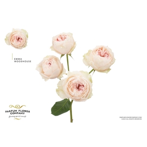 Rosa spray garden emma woodhouse