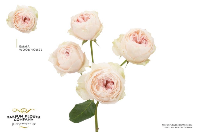<h4>Rosa spray garden emma woodhouse</h4>