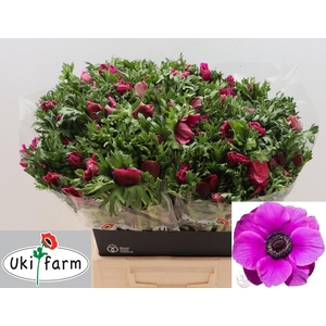 ANEM CO GALIL PURPER