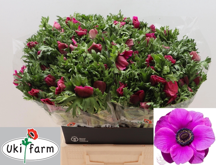 <h4>ANEM CO GALIL PURPER</h4>