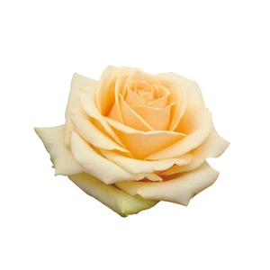 ROSA PEACH AVALANCHE 040 CM ESTUFA