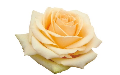 <h4>ROSA PEACH AVALANCHE 050 CM ESTUFA</h4>