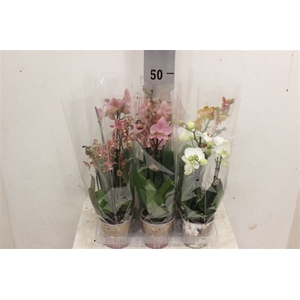 Phal mf Gemengd 3 tak
