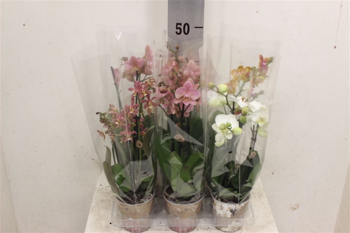 <h4>Phal mf Gemengd 3 tak</h4>