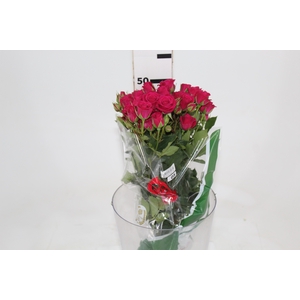 ROSA SPRAY PINK YO-YO 050 CM PINK