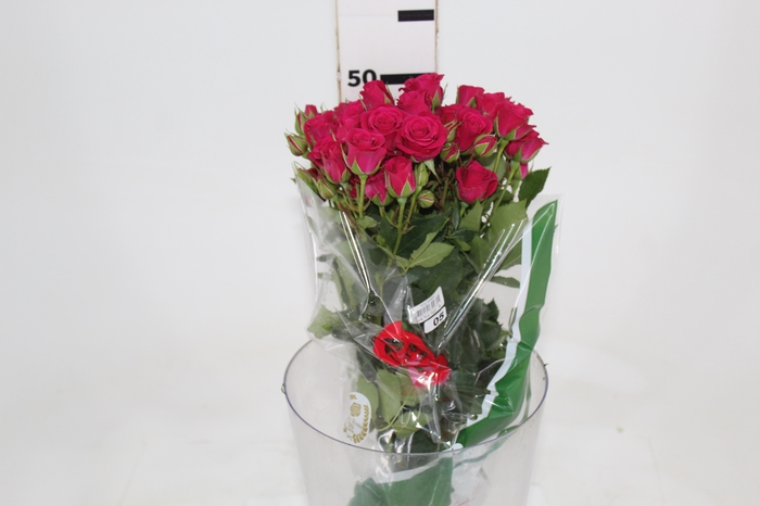 <h4>ROSA SPRAY PINK YO-YO 050 CM PINK</h4>